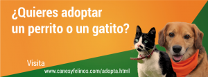 Adopción canina: “Ellos reconocen tu ayuda”