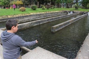 Piscicultura en Lautaro: La misma receta por 100 años
