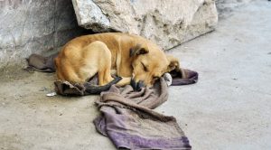 Perros sin hogar: callejeros contra su voluntad